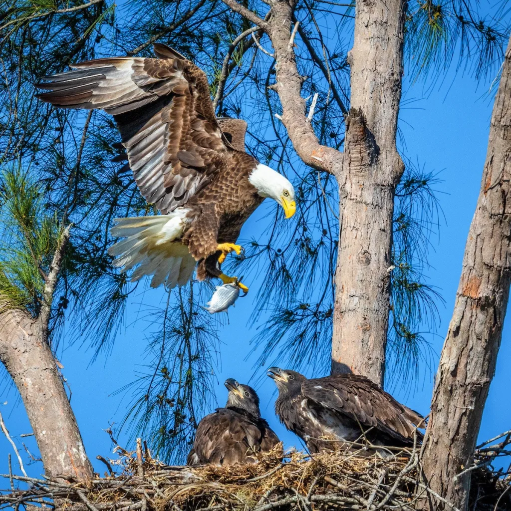 Adult Eagle bringing food. Marco Island, FL. Photo by Tim Harty