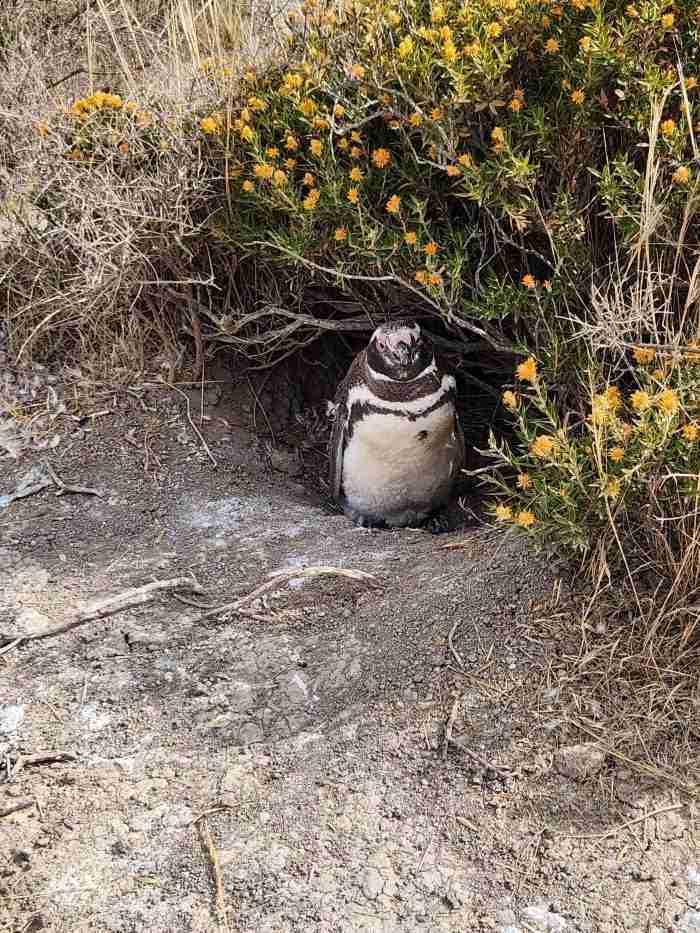 A penguin in a hole in the dirt Description automatically generated with low confidence