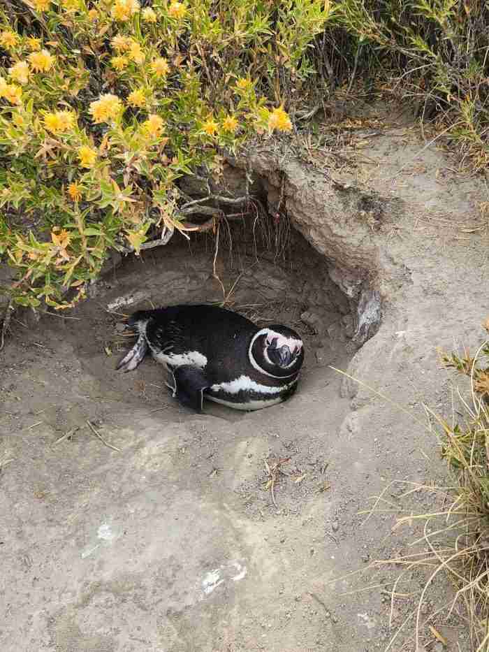 A penguin in a hole in the dirt Description automatically generated with medium confidence