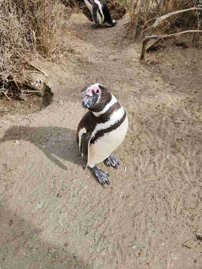 A penguin standing on the sand Description automatically generated with low confidence