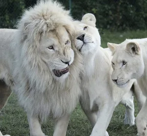 White lions at the African Lion Safari in Ontario Canada. Courtesy LionSafari.com