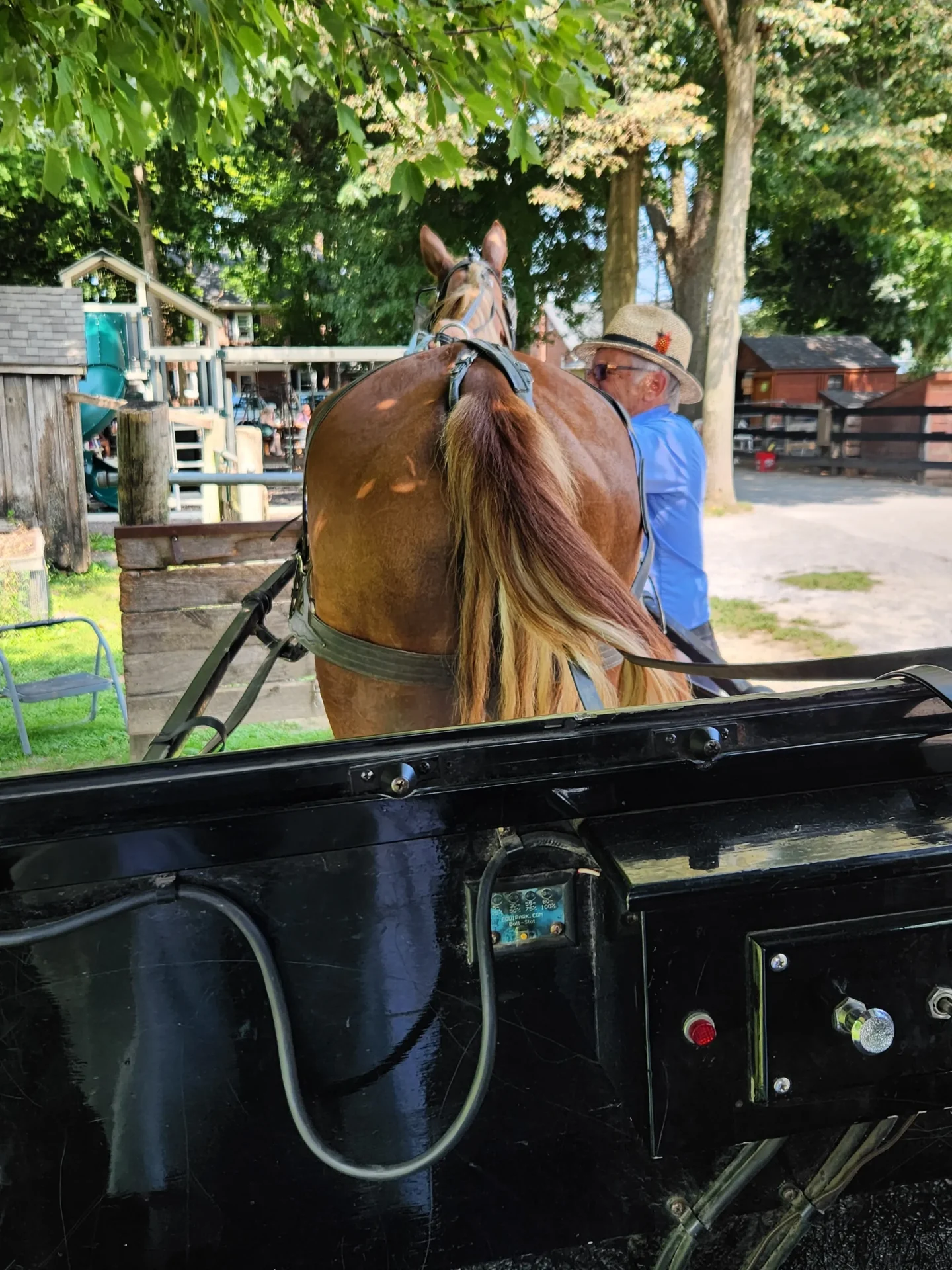 A view from the seats in Abe's Buggy Rides in Bird In Hand, PA. Photo by Sora Vernikoff