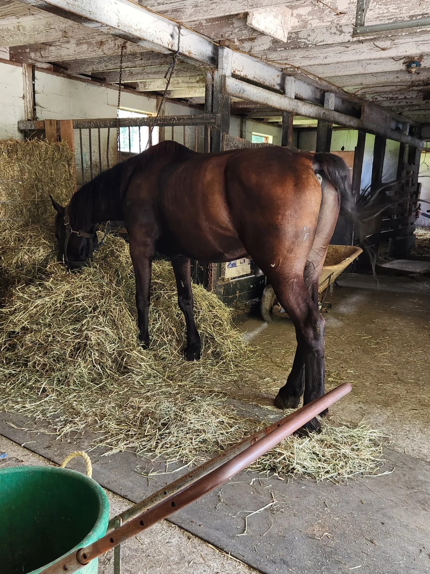A horse eating hay at Abe's Buggy Rides in Bird In Hand, PA. Photo by Sora Vernikoff