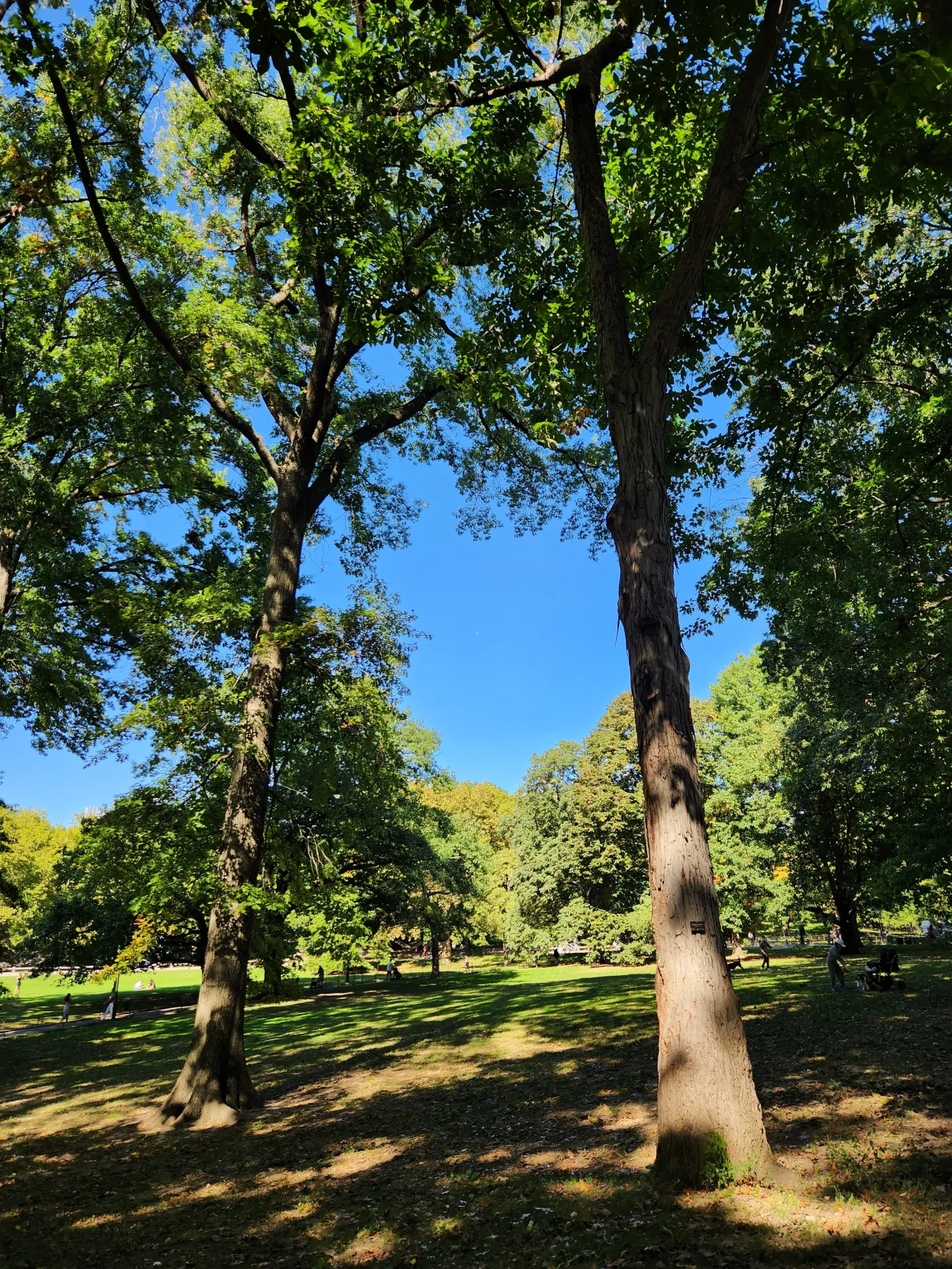 A charming setting and perfect day in New York's Central Park Photo by Sora Vernikoff