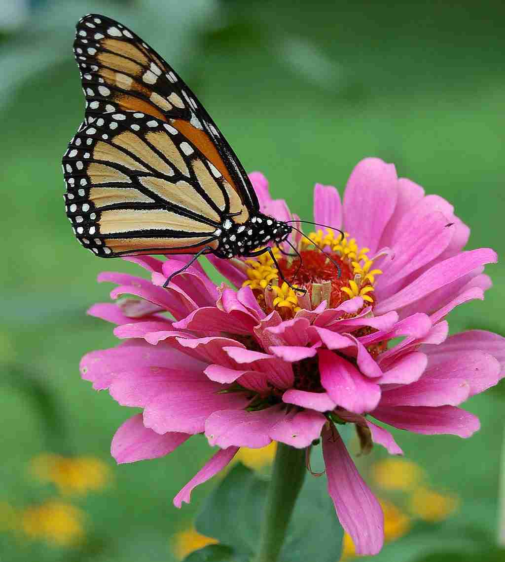 Monarch Butterfly on a Pink Zinnia. Photo (c)2006 Derek Ramsey (Ram-Man), GFDL 1.2 <http://www.gnu.org/licenses/old-licenses/fdl-1.2.html>, via Wikimedia Commons
