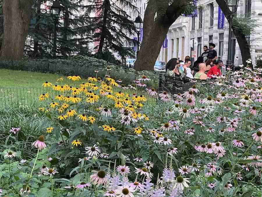 Flowers at Washington Square Park in New York City's Greenwich Village. Photo by Edward Kliszus